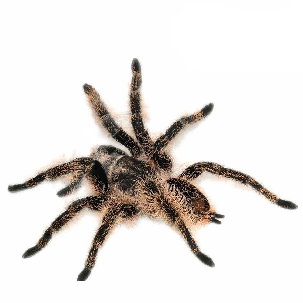 17508 red curly hair tarantula handling