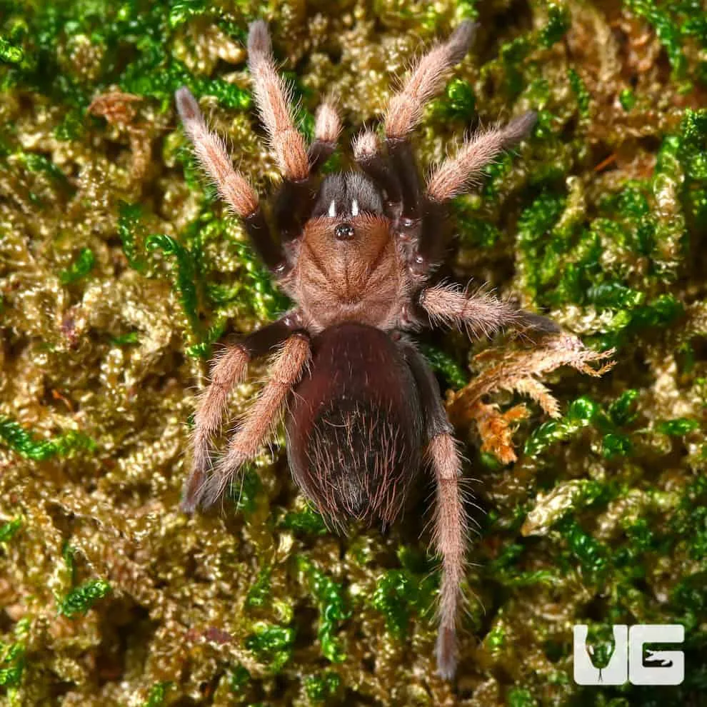 17508 red curly hair tarantula healthy
