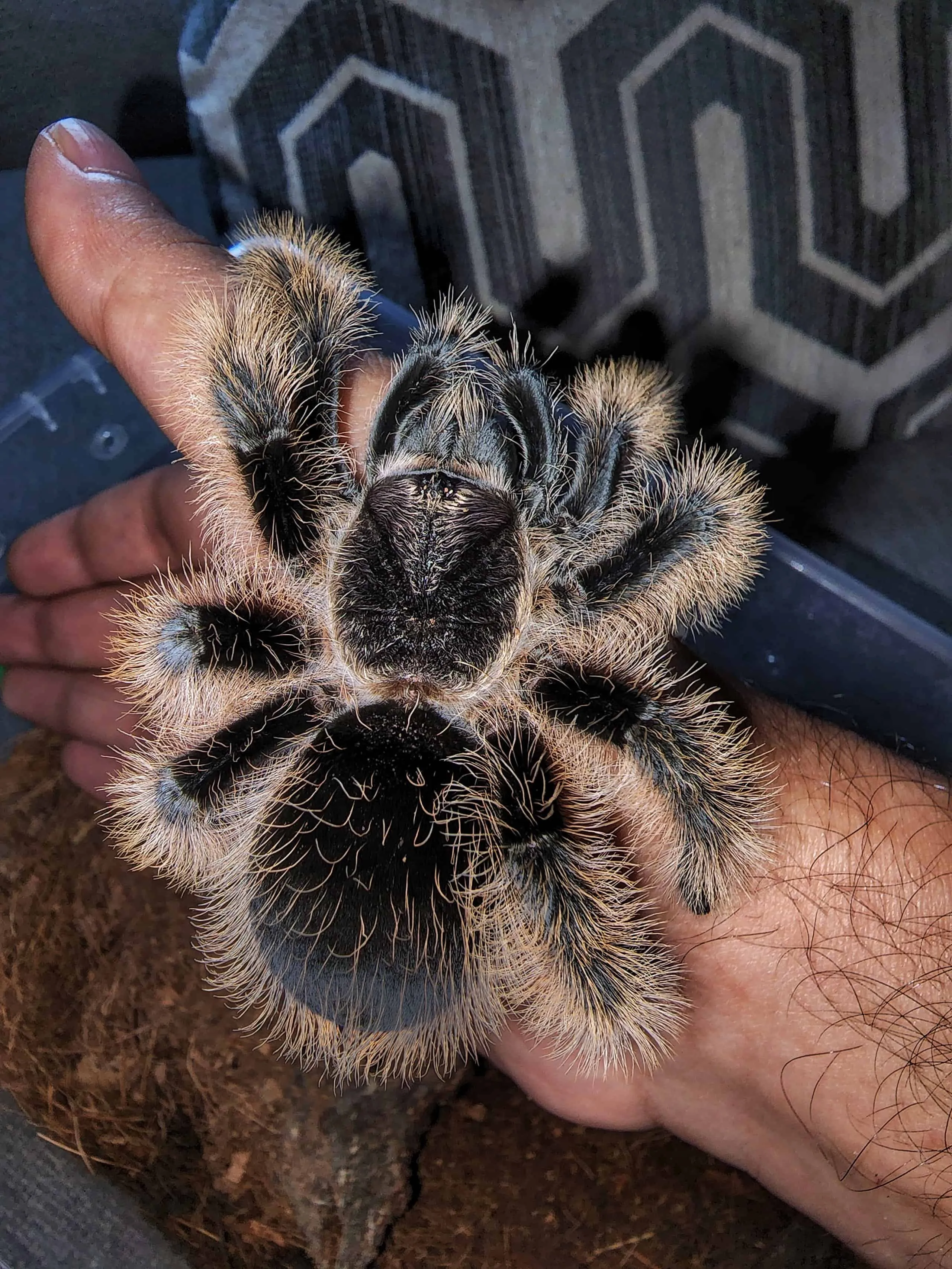 17508 red curly hair tarantula humidity