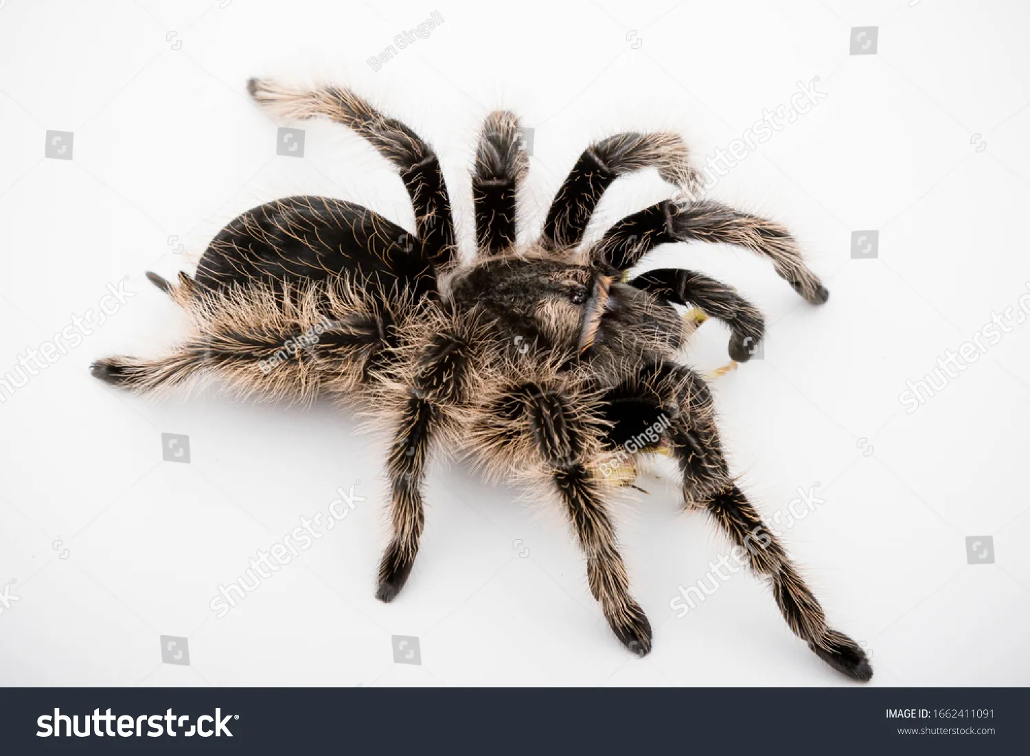 /img/17508-red-curly-hair-tarantula.webp