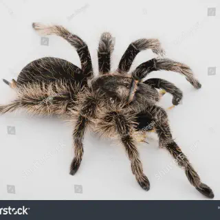 /img/17508-red-curly-hair-tarantula.webp