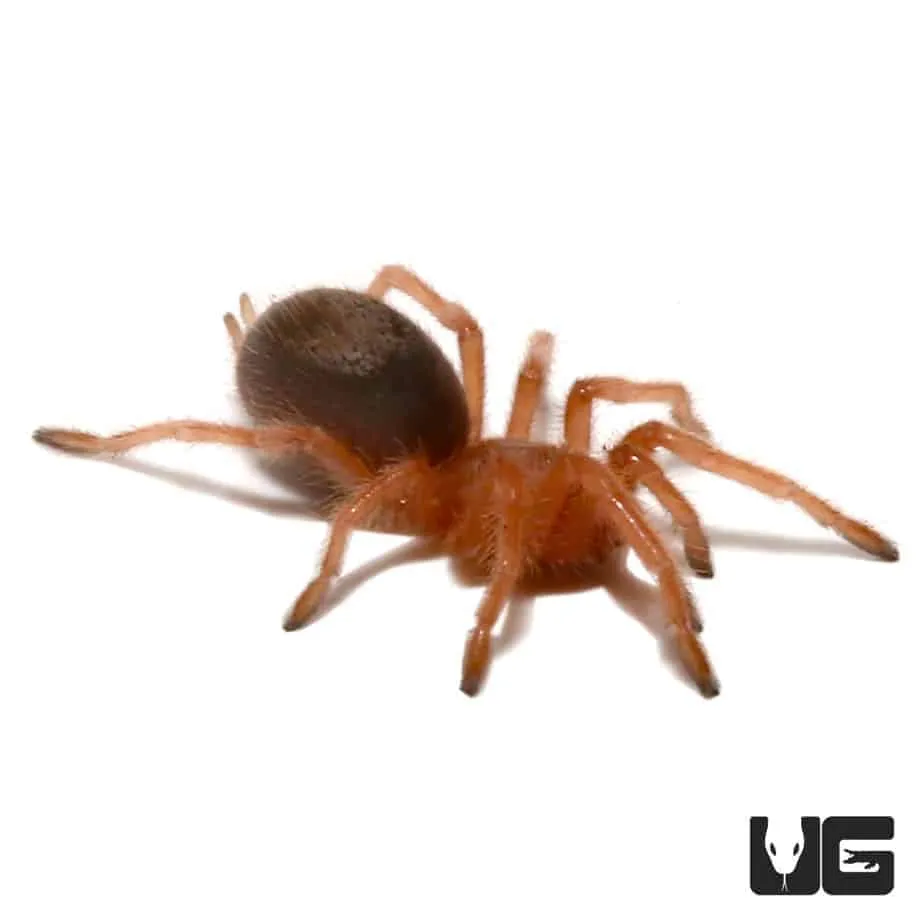 17509 rose hair tarantula enclosure