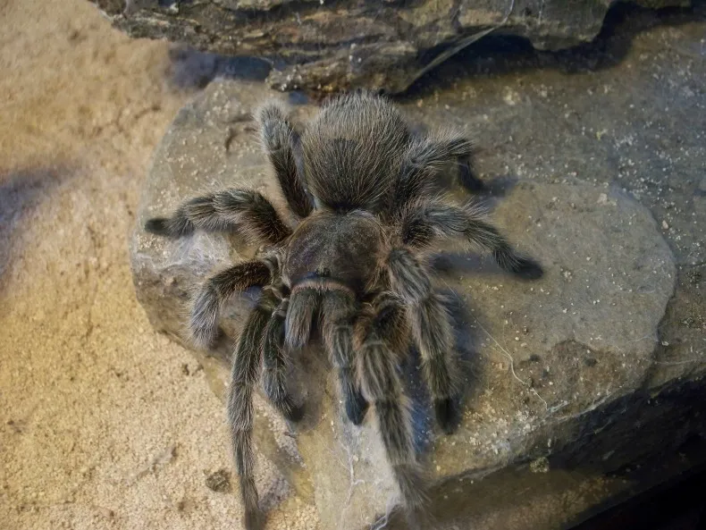 17509 rose hair tarantula habitat