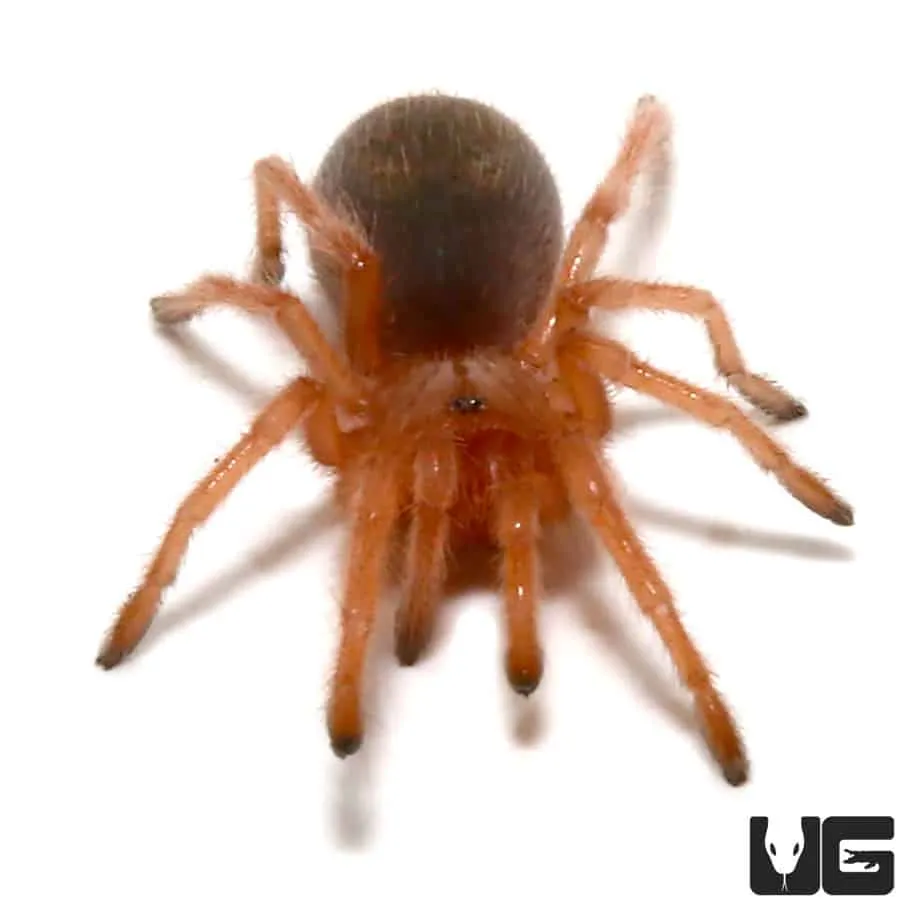17509 rose hair tarantula handling