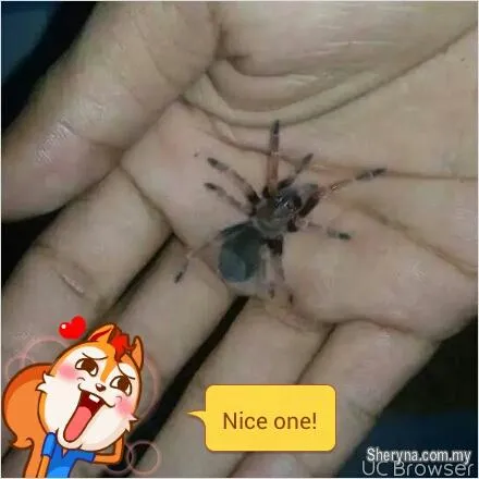 /img/17509-rose-hair-tarantula-seller.webp