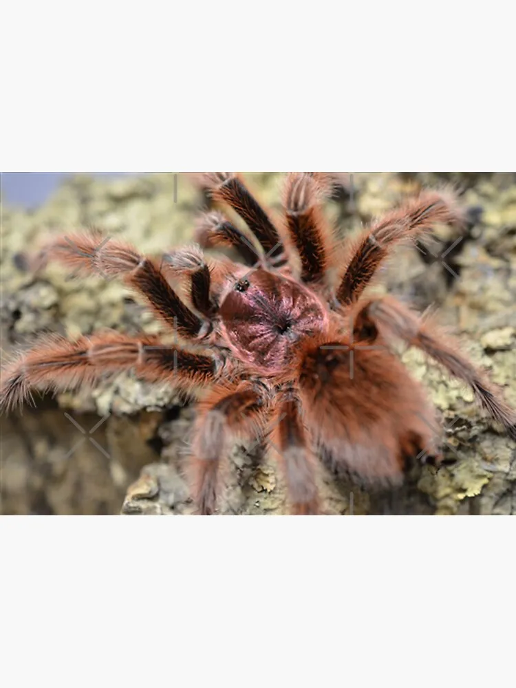 17509 rose hair tarantula substrate